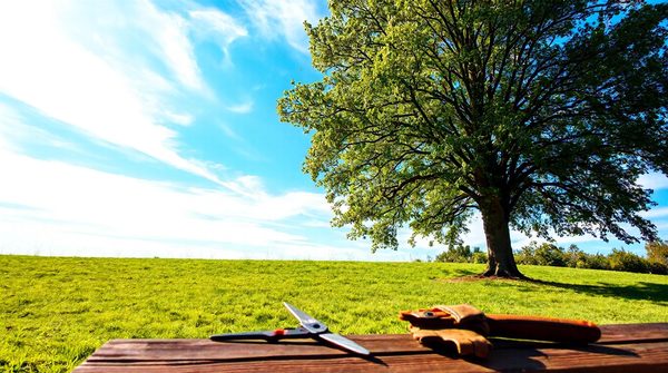 Top-rated arborists in aberdeen to meet your requirements